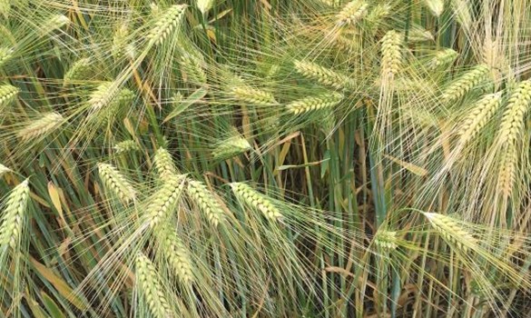 Winter barley Vale of Belvoir